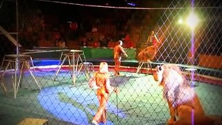 O perigo de usar animais no circo