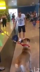 Dog meets owner after 3 years