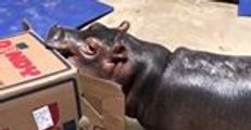 Cincinnati Zoo's Baby Hippo Plays with a Box