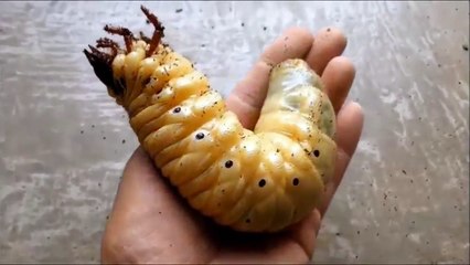 Lifetime of a Dynastes Hercules Rhinoceros Beetle - Incredible Metamorphosis Timelapse