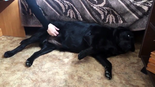 Un chien réclame des gratouilles à son maître !