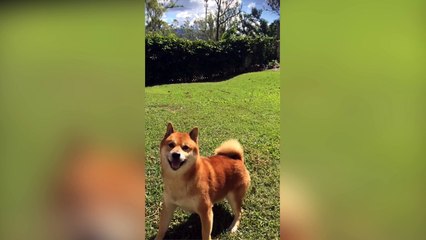 Ce chien joue avec une balle imaginaire !