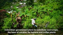 Colombia bets on substituting coca crops for bananas and coffee