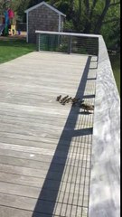 Family of Ducks Jump into Water