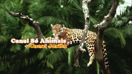 MACACO PREGO ENGANA ATÉ COLEGAS PARA COMER SÓ