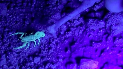 Neon Scorpions Can&apos;t Hide From Blacklight