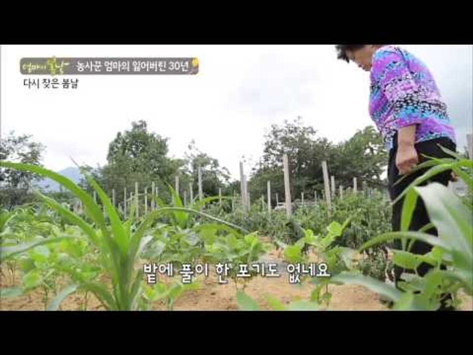 다시 찾은 엄마의 봄날 [엄마의 봄날] 12회 20150829