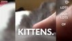Magical box releases kittens, kittens, and more kittens-DnQz1SDdAAM