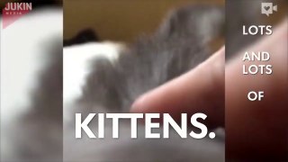 Magical box releases kittens, kittens, and more kittens-DnQz1SDdAAM