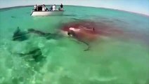 Un festín en el océano_ 70 tiburones devoran ballena muerta