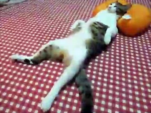 Такие чудные коты, такого я еще не видел...