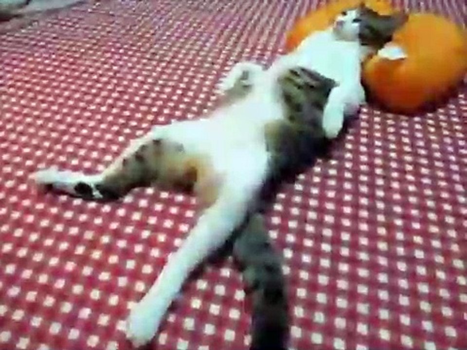 Такие чудные коты, такого я еще не видел...