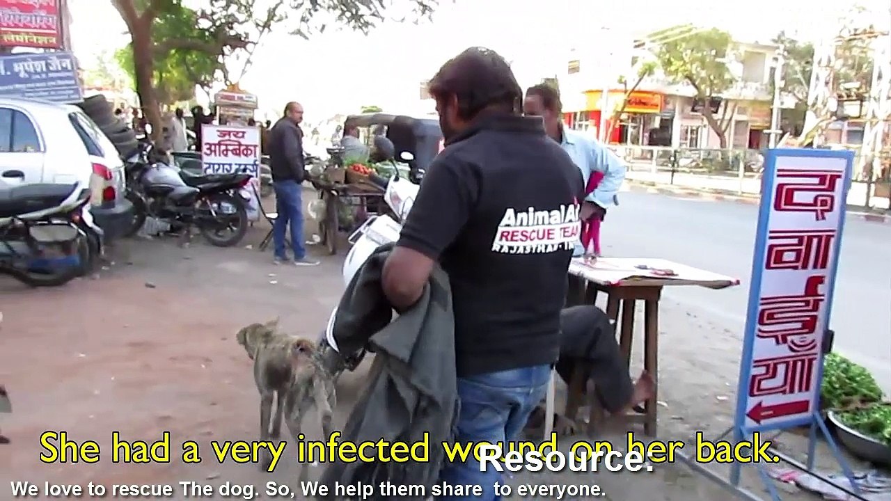 A very old, confused dog with terrible wound rescued