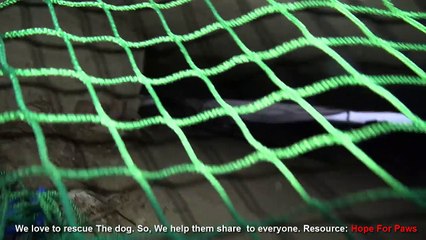 Saving a homeless dog from an underground sewer system. Please share.