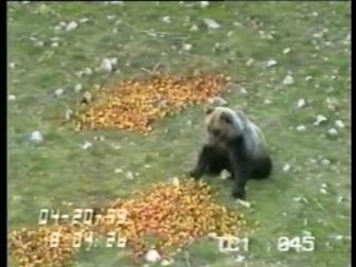 Il danse avec les ours