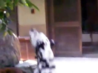 照井浩也とワンワンランド (10)