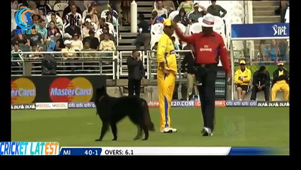 top 10 Animals Interrupted the Cricket Match in Cricket History Ever