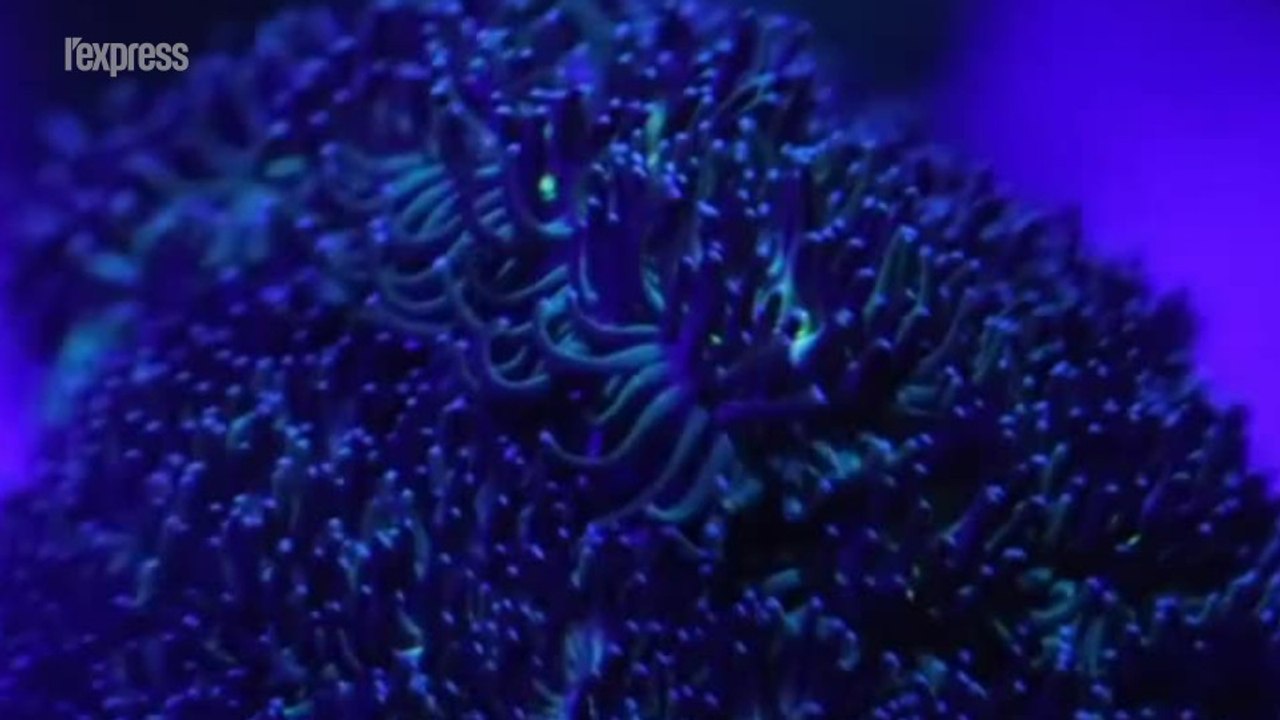 Ce corail pourrait résister au changement climatique