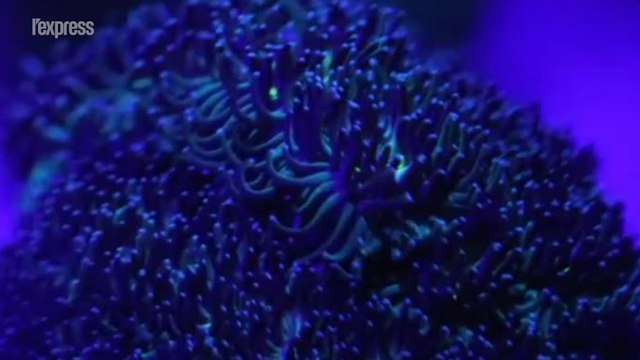 Ce corail pourrait résister au changement climatique