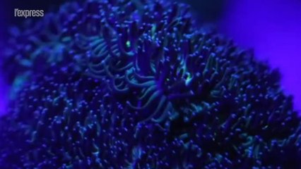 Ce corail pourrait résister au changement climatique