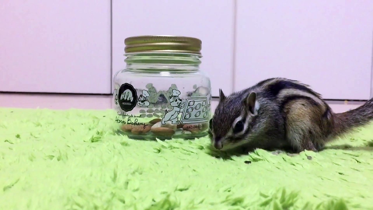 小動物が破壊級の可愛さ　麻田義貴 (2)