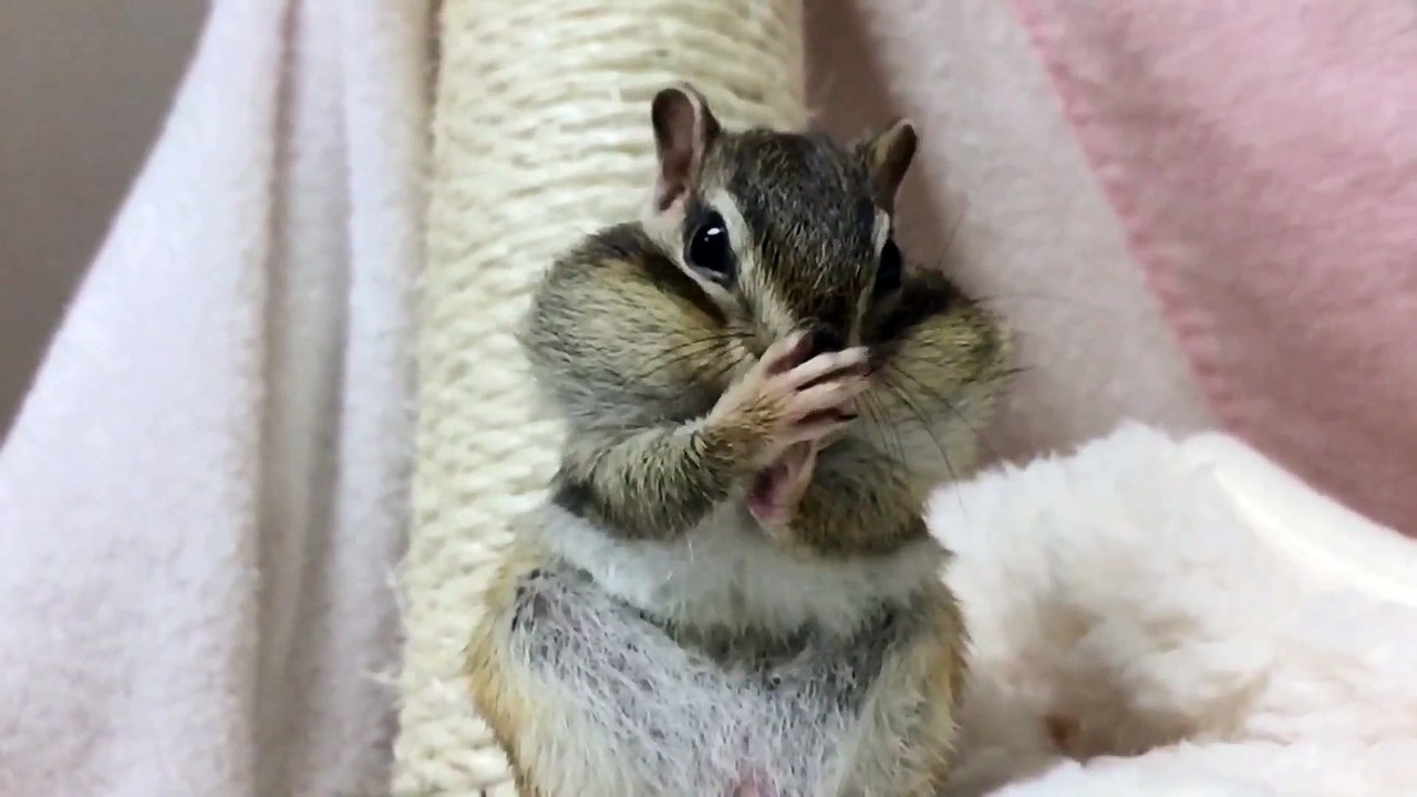 小動物が破壊級の可愛さ　麻田義貴 (3)