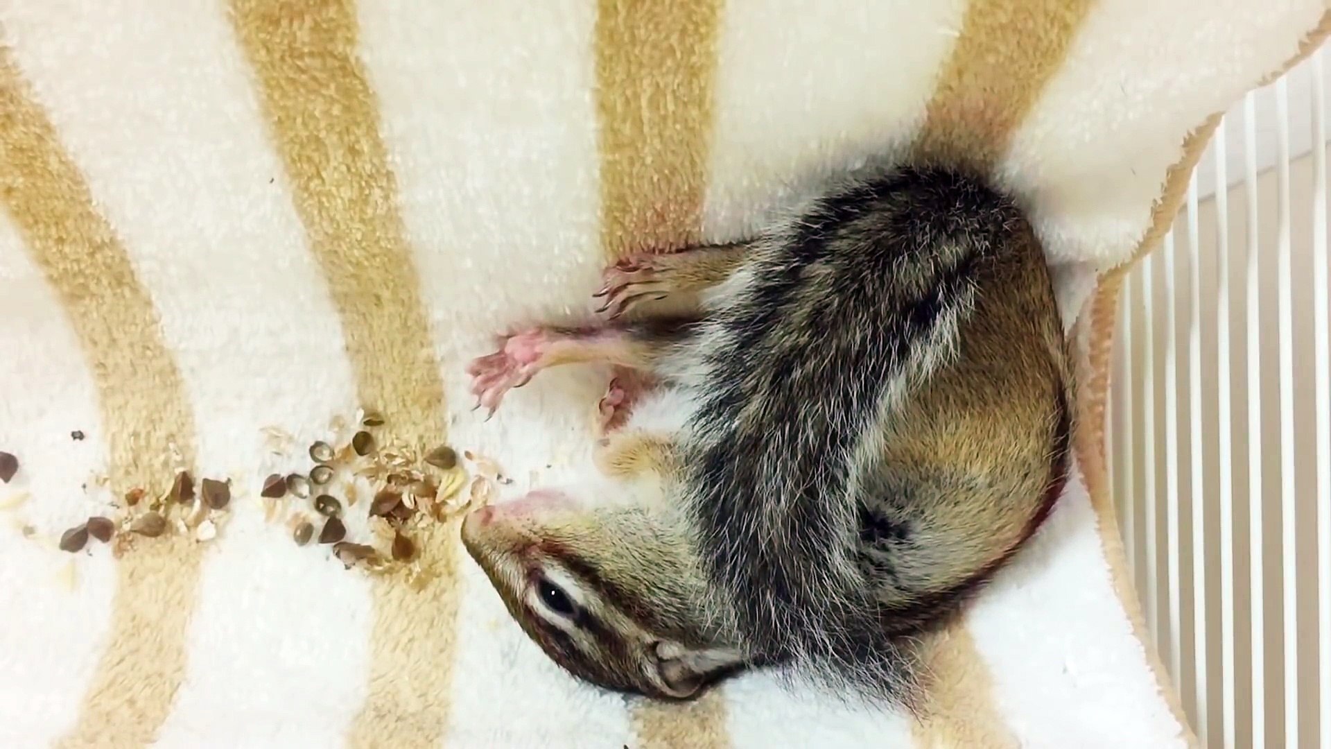 小動物が破壊級の可愛さ　麻田義貴 (4)