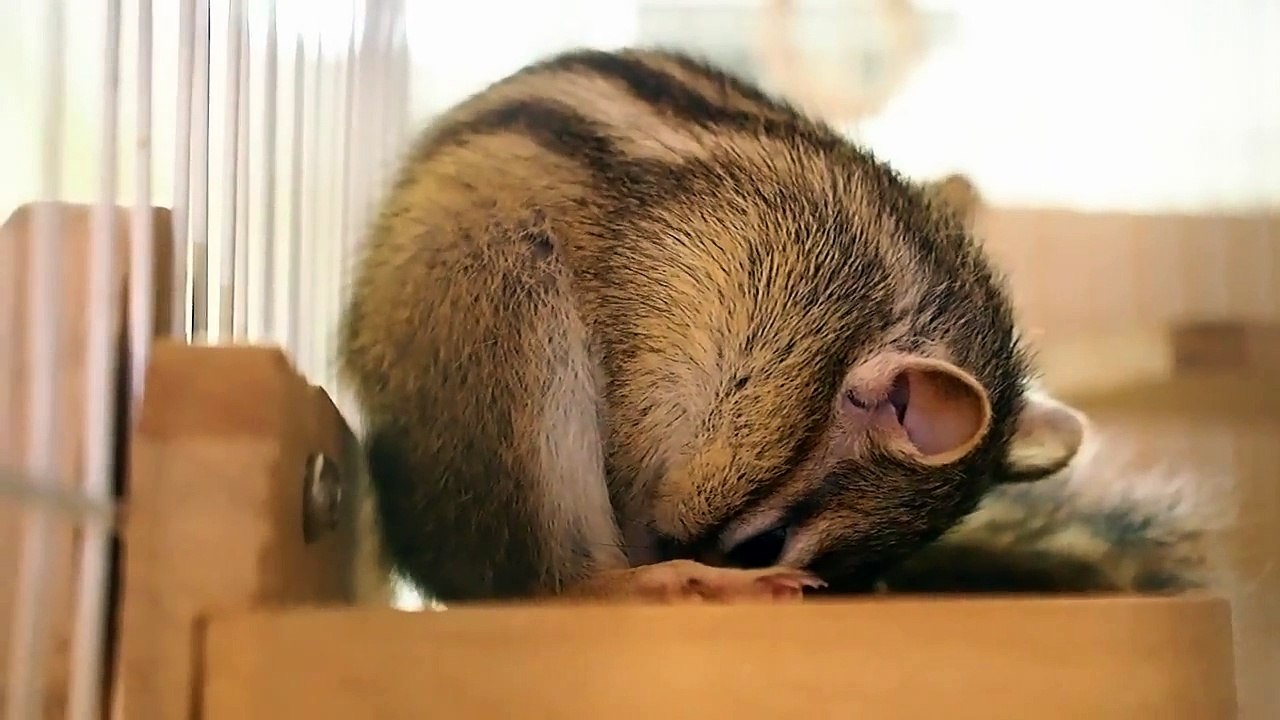 小動物が破壊級の可愛さ　麻田義貴 (9)