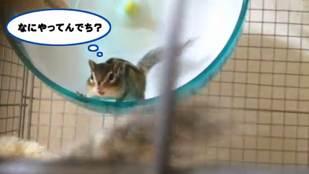 小動物が破壊級の可愛さ　麻田義貴 (10)