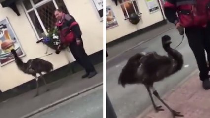Un homme promène son émeu dans la rue