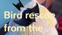 Vogelrettung aus der Donau Flut - Bird rescue from the Danube flood-XDPoUTIL