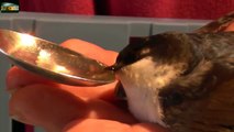 Vogelrettung aus der Donau Flut - Bird rescue from the Danube flood-XDPoUTILV8Y