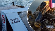 Duck ramps in DC: installation of ramps assisting ducklings mocked by Rep. congressman - TomoNews