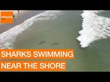 Multiple Sharks Swim Close to Myrtle Beach Shore