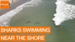 Multiple Sharks Swim Close to Myrtle Beach Shore