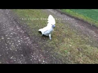 Cockatoo Jumps for Joy on Camping Trip