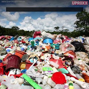 Could Caterpillars Be The Secret To Ending Our Plastic Problem?