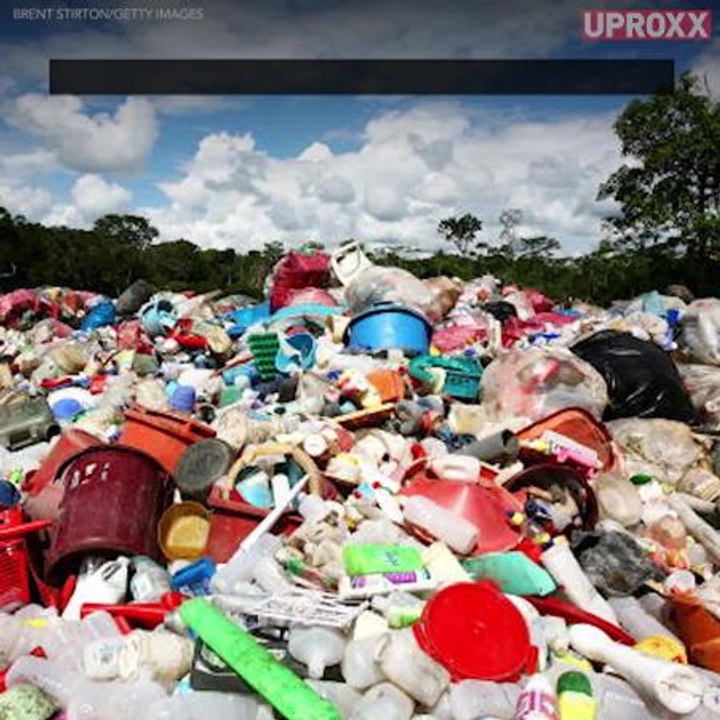 Could Caterpillars Be The Secret To Ending Our Plastic Problem?
