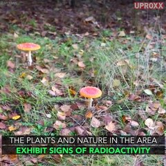 Is Chernobyl The World's Creepiest Tourist Attraction?