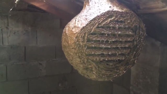 Autopsie d'un nids de frelons asiatique