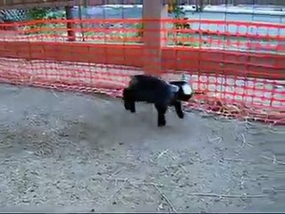 bu yavru keçiler çok güzel