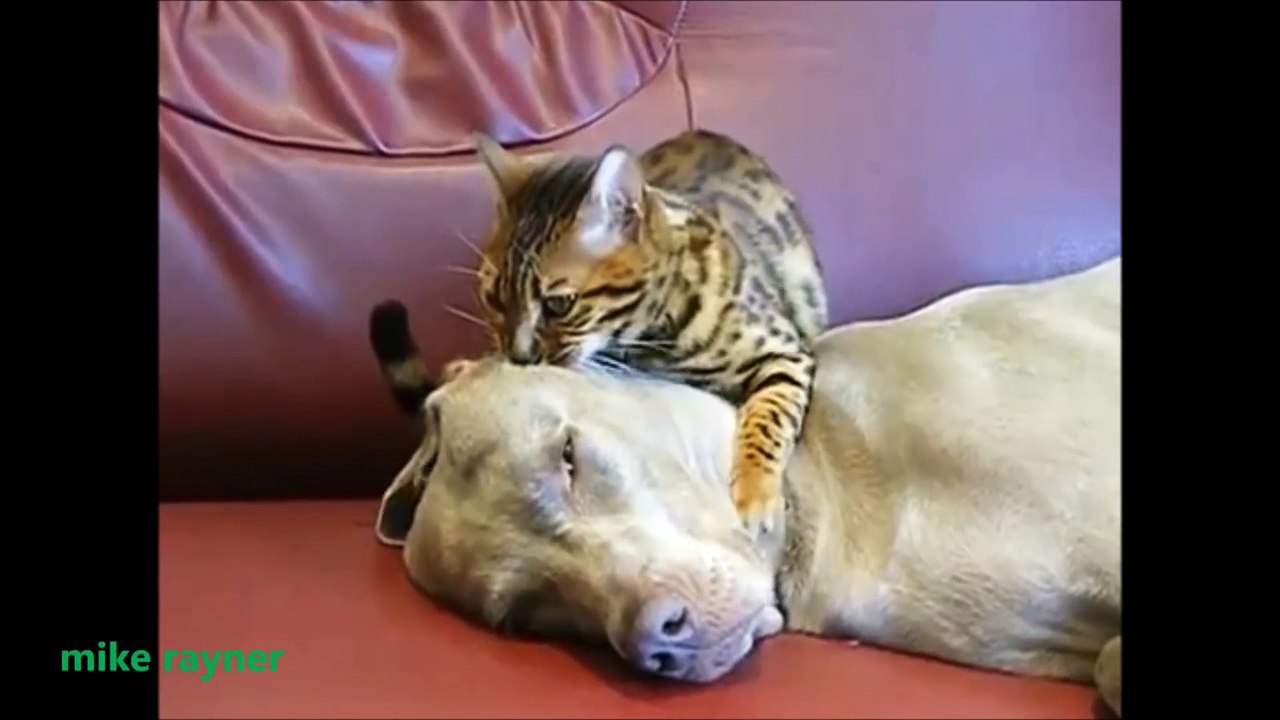 Funny Animals Cats & Dogs, Amazing Pets Agility & Talent Compilation, Best #1 hour Cute Pet Moments_10