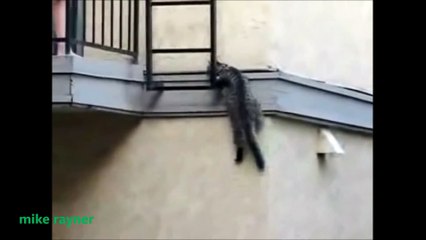 Funny Animals Cats & Dogs, Amazing Pets Agility & Talent Compilation, Best #1 hour Cute Pet Moments_13