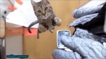 Funny Animals Cats & Dogs, Amazing Pets Agility & Talent Compilation, Best #1 hour Cute Pet Moments_14