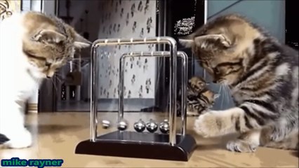 Funny Animals Cats & Dogs, Amazing Pets Agility & Talent Compilation, Best #1 hour Cute Pet Moments_15