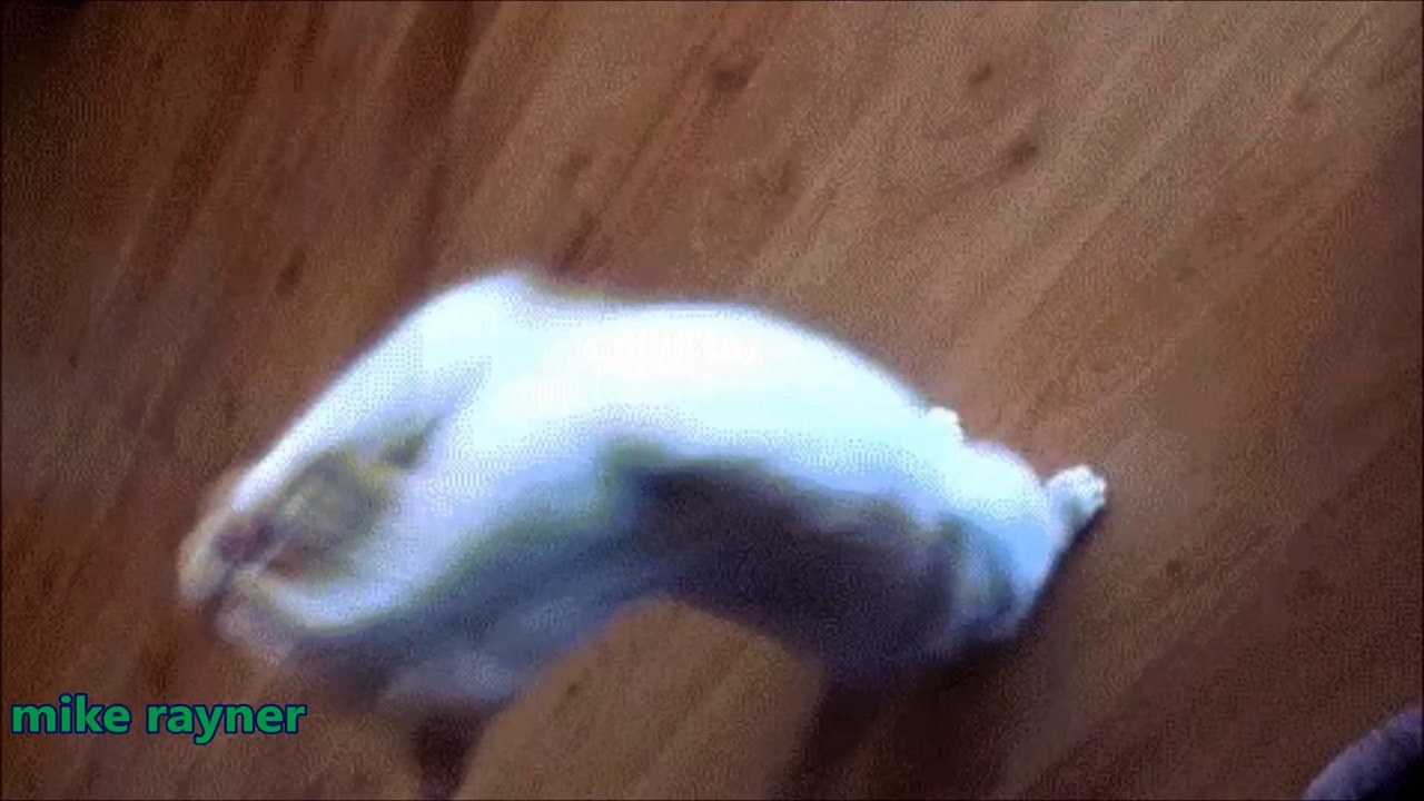 Funny Animals Cats & Dogs, Amazing Pets Agility & Talent Compilation, Best #1 hour Cute Pet Moments_18