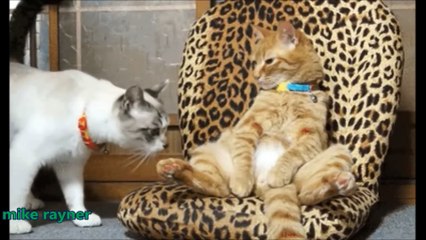 Funny Animals Cats & Dogs, Amazing Pets Agility & Talent Compilation, Best #1 hour Cute Pet Moments_19