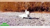 Funny Animals Cats & Dogs, Amazing Pets Agility & Talent Compilation, Best #1 hour Cute Pet Moments_27