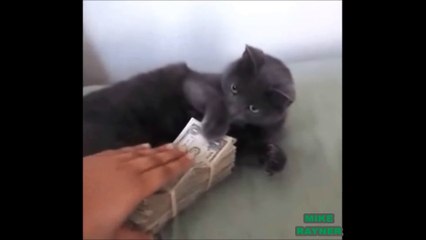 Funny Animals Cats & Dogs, Amazing Pets Agility & Talent Compilation, Best #1 hour Cute Pet Moments_28