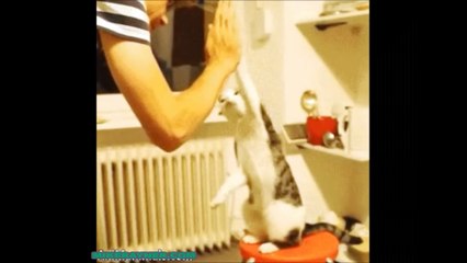 Funny Animals Cats & Dogs, Amazing Pets Agility & Talent Compilation, Best #1 hour Cute Pet Moments_32